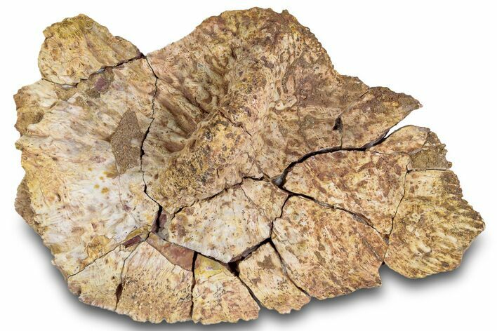 Triassic Fossil Phytosaur Scute - Texas #315719